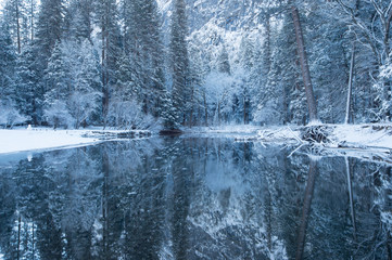 winter reflection of the trees