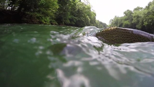 Trout fishing in slow motion underwater view.