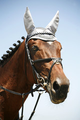 Obraz premium Jumping horse with white headdress ear protection