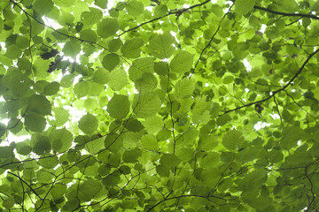 Fototapeta na wymiar hazel green foliage