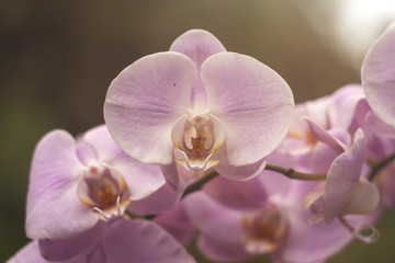 Fototapeta na wymiar orchid pink flowers