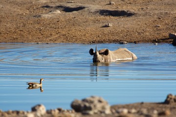 rhino having a bath