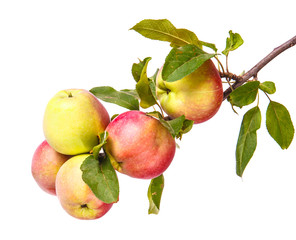 ripe apples on a branch isolated on white background