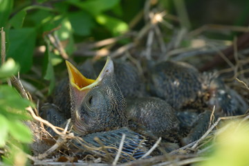 Thrush chicks in the nest