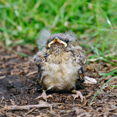 chick of pied wheatear outdoor (Oenanthe pleschanka)