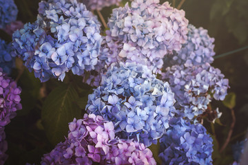blue, purple and pink hydrangea