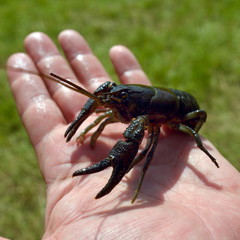 crawfish on hand