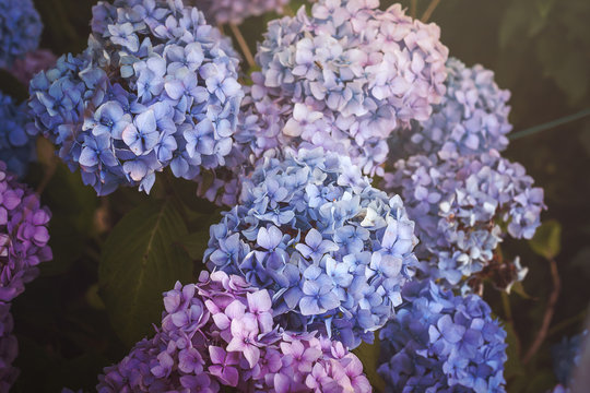 Fototapeta blue, purple and pink hydrangea