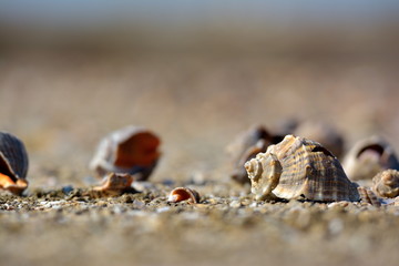 seashells on wet sand at shore