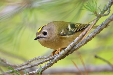 Golden-crowned Kinglet in natural habitat