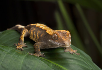 Naklejka premium Profil boczny Crested Gecko