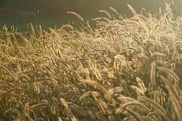 setaceum pennisetum or gramineae grass field