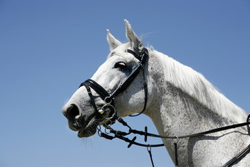  Portrait of a beautiful grey horse during work against blue sky