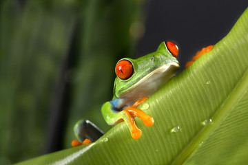 Red Eyed Tree Frog on Foliage