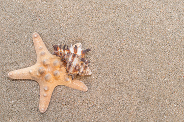 Fototapeta na wymiar Sea shells with sand as background. Summer beach. Selective focus. 