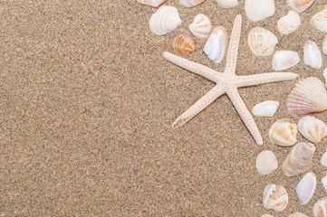 Fototapeta na wymiar Sea shells with sand as background. Summer beach. Selective focus. 