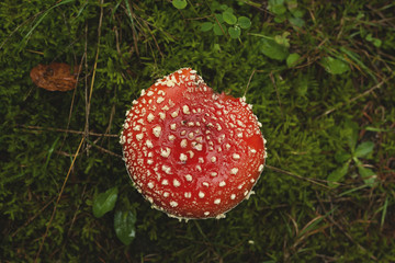 wild amanita muscaria