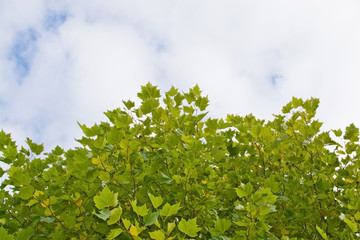 Maple tree background