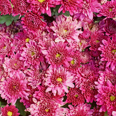 beautiful magenta chrysanthemum