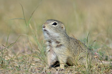 Naklejka na ściany i meble cute European ground squirrel on field (Spermophilus citellus)
