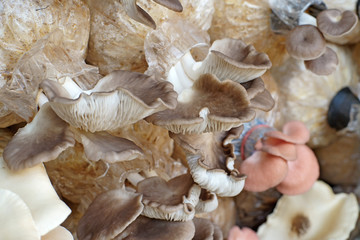 oyster mushroom in nursery bag