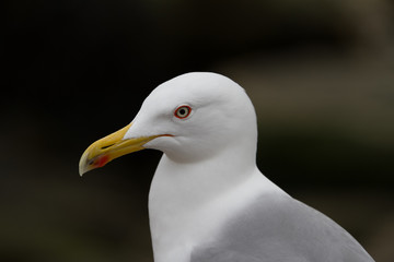 Seagull