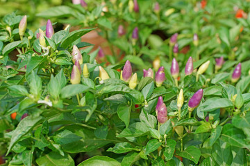 ornamental pepper small colorful chili