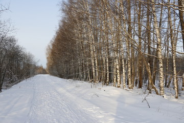 Fototapeta premium Снежная накатанная дорога, идущая по опушке леса