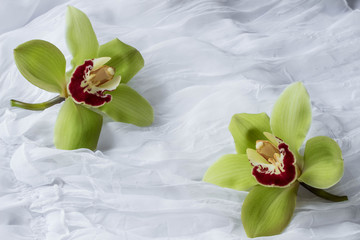 Green orchids -  white background