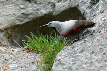 The Wallcreeper (Tichodroma muraria) in natural habitat