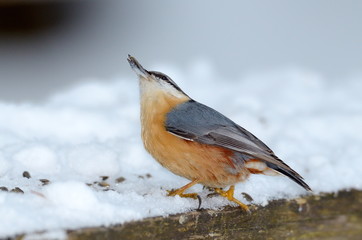 nuthatch bird in natural habitat (sitta europaea)