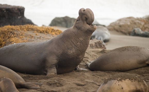 Elephant Seal Wild Mammal Rears Back to Sound Alarm