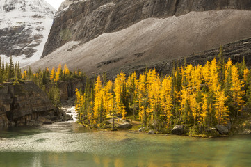 Golden larch trees on the shore of an alpine lake in Yoho National Park, British Columbia, Canada