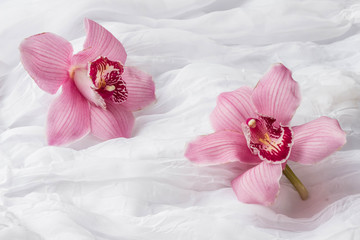 Pink orchids - white background
