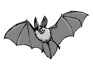 bat, illustration of wildlife, zoo, symbol of Halloween, horror