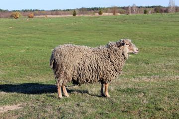 Fototapeta premium sheep grazing on the grass