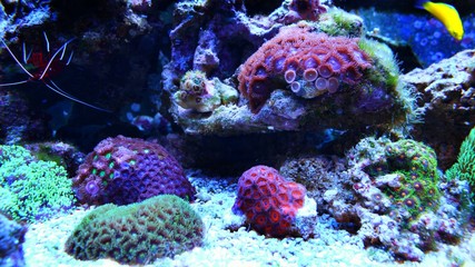 Fototapeta na wymiar Zoanthus Colony Polyp, colorful corals