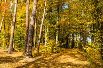 Forest lane in autumn colors