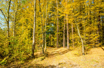 road in autumn forest. Beautiful landscape