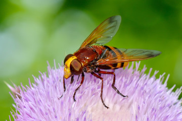 Hornet mimic hoverfly (Volucella zonaria)