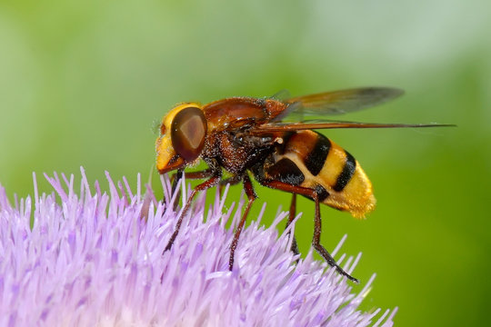 Hornet mimic hoverfly (Volucella zonaria)