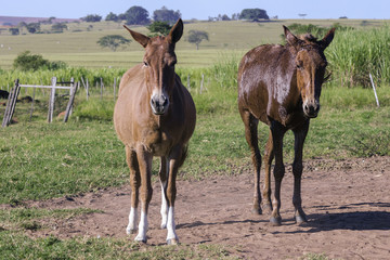 Fototapeta premium Mule on a farm day
