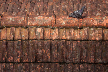 Pigeon roof plague