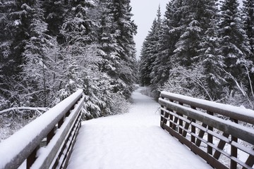 Bridge and trail leading into Alaskan wilderness