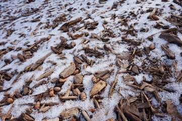 Snow covered wood chips, mulch and pine cones in winter