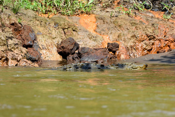 Naklejka na ściany i meble American crocodile lurking in the murky river waters of Central America