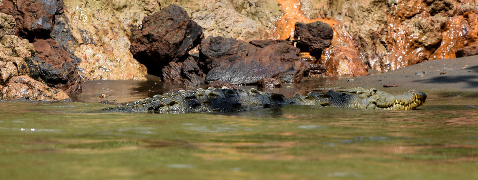 American crocodile lurking in the murky river waters of Central America