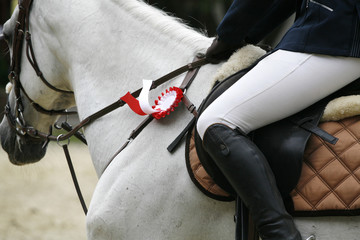 Beautiful award-winning horse galloping in the arena