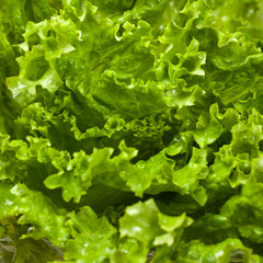 Fresh Green Lettuce Salad Background. Macro. Selective focus.