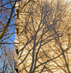 shadows of trees on the wall